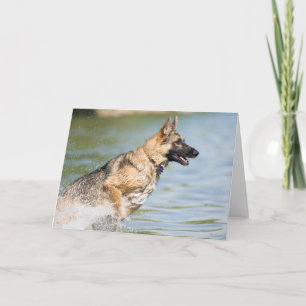 German Shepherd Leaps Into Water Card