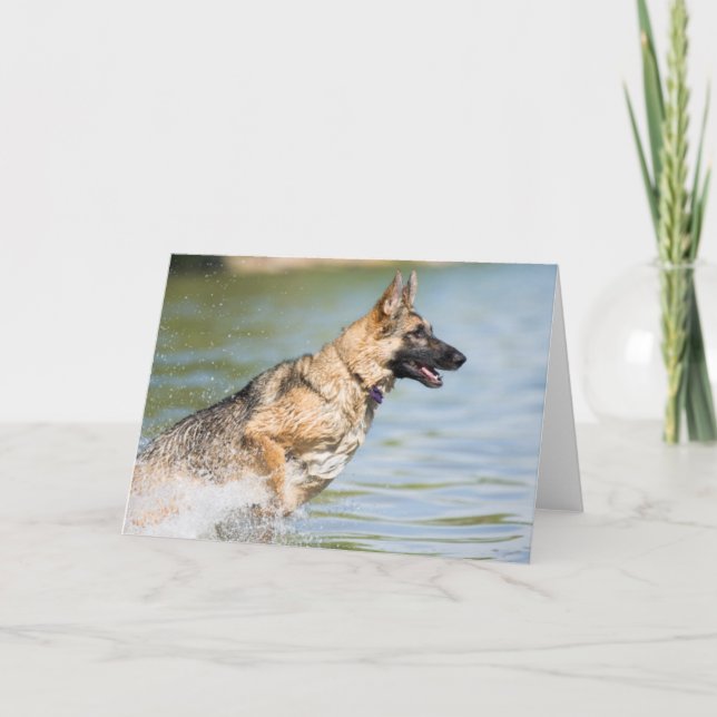 German Shepherd Leaps Into Water Card (Front)