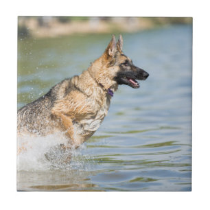German Shepherd Leaps Into Water Ceramic Tile