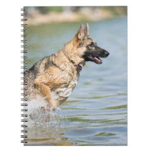 German Shepherd Leaps Into Water Notebook