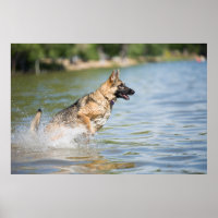 German Shepherd Leaps Into Water