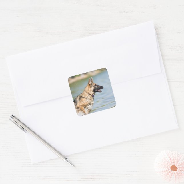 German Shepherd Leaps Into Water Square Sticker (Envelope)