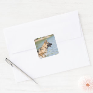 German Shepherd Leaps Into Water Square Sticker