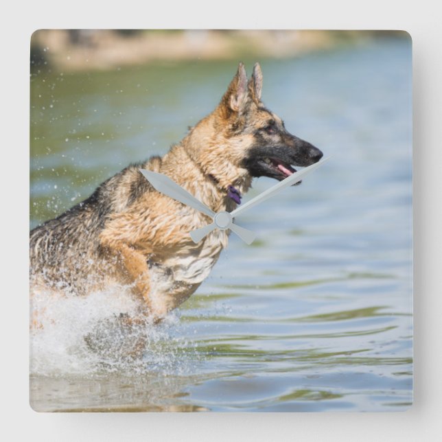 German Shepherd Leaps Into Water Square Wall Clock (Front)