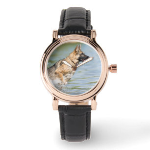 German Shepherd Leaps Into Water Watch