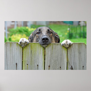 German Shepherd Looking Over Fence Poster
