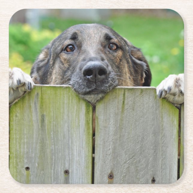 German Shepherd Looking Over Fence Square Paper Coaster (Front)