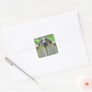 German Shepherd Looking Over Fence Square Sticker