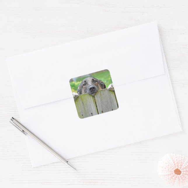 German Shepherd Looking Over Fence Square Sticker (Envelope)