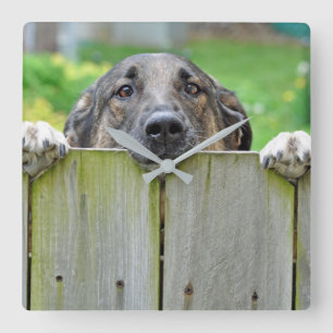 German Shepherd Looking Over Fence Square Wall Clock