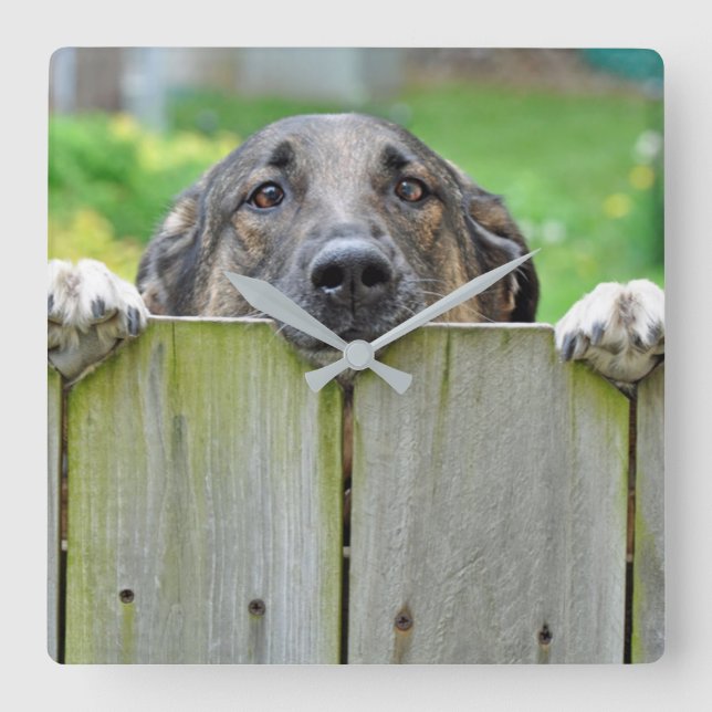 German Shepherd Looking Over Fence Square Wall Clock (Front)