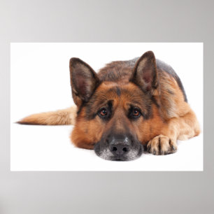 German shepherd lying down on a white background poster