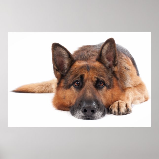 German shepherd lying down on a white background poster (Front)