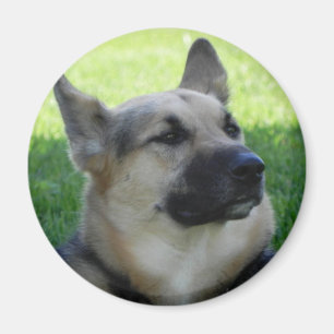German Shepherd Magnet