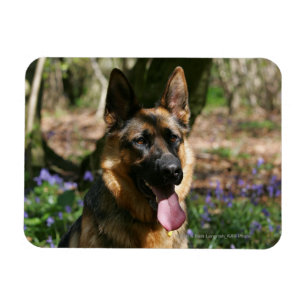 German Shepherd Magnet