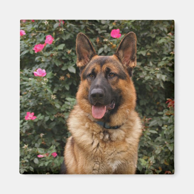 German Shepherd Magnet (Front)