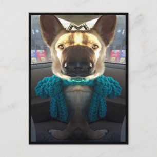 German Shepherd Mirrored Distortion Postcard