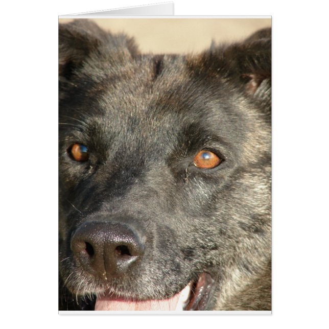 German Shepherd Mix (Front)