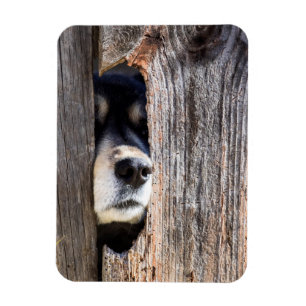 German Shepherd Nose Peeking Through Fence Magnet