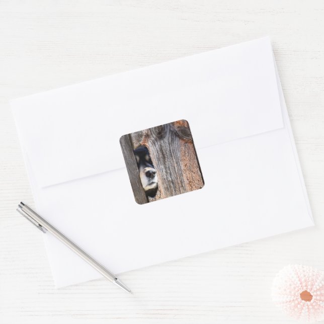 German Shepherd Nose Peeking Through Fence Square Sticker (Envelope)