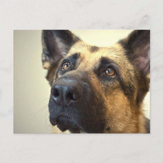 German Shepherd Picture Postcard (Front)