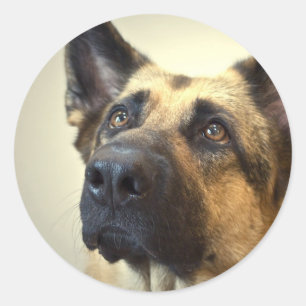 German Shepherd Picture Stickers