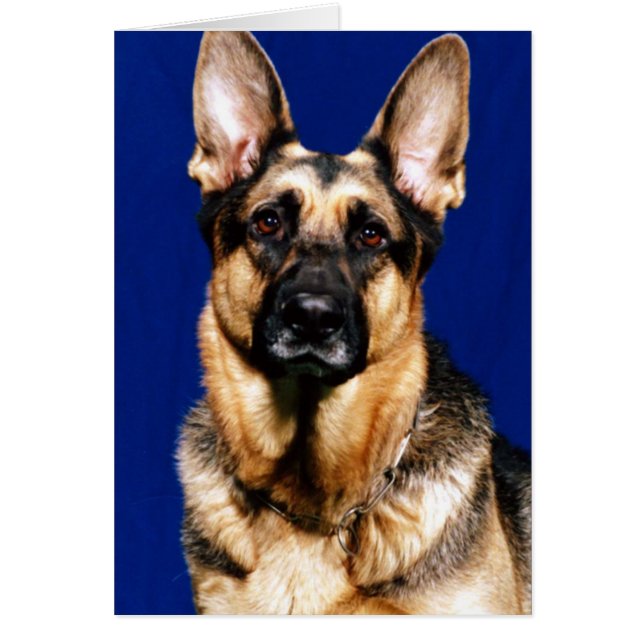 German Shepherd Portrait (Front)