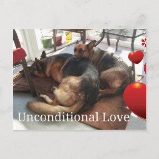 German Shepherd Post Card