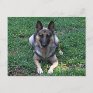 German Shepherd Postcard
