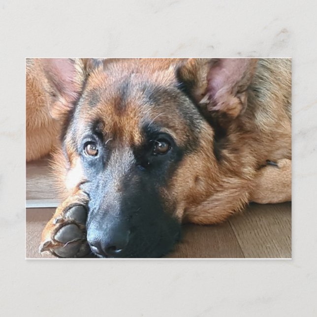 German Shepherd Postcard (Front)