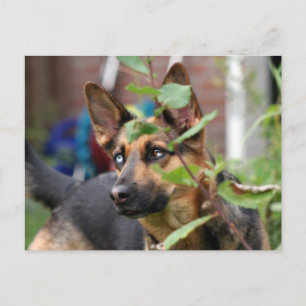 german shepherd postcard