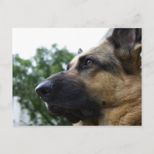 German Shepherd Postcard