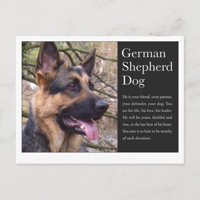 German Shepherd Postcard (Front)