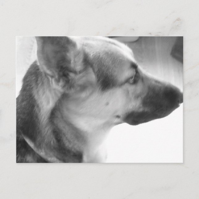 German Shepherd Postcard (Front)