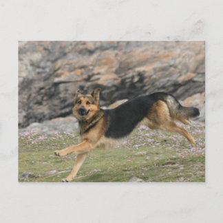 german shepherd postcard