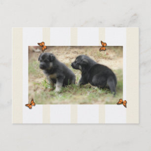 German Shepherd Postcard