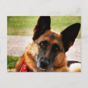 German Shepherd Postcard