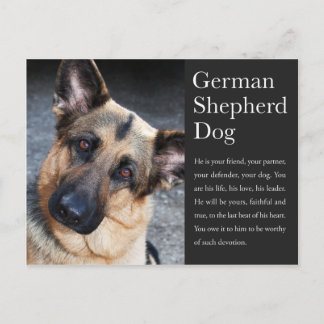 German Shepherd Postcard
