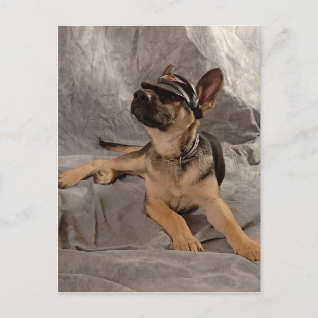 german shepherd postcard (Front)