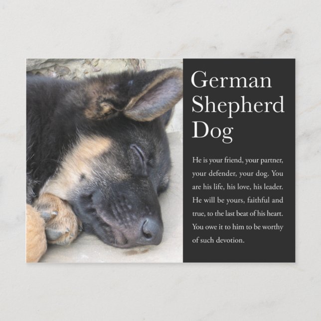 German Shepherd Postcard (Front)