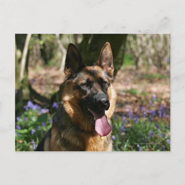 German Shepherd Postcard (Front)