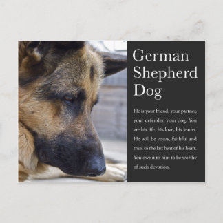 German Shepherd Postcard