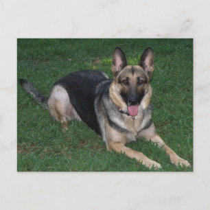 German Shepherd Postcard
