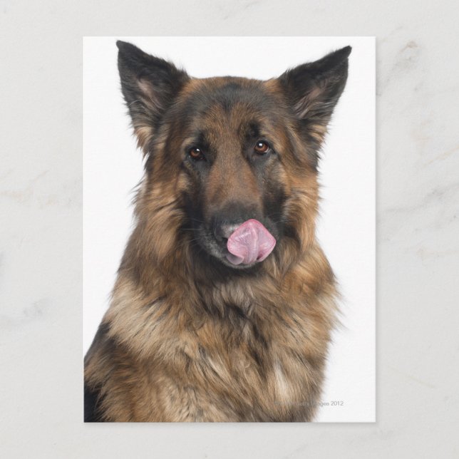 German Shepherd Postcard (Front)
