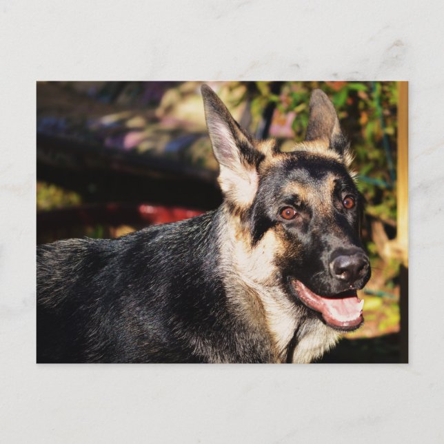German Shepherd Postcard (Front)