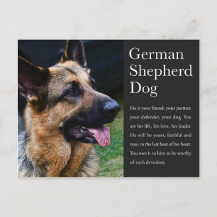 German Shepherd Postcard