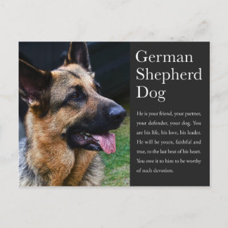 German Shepherd Postcard