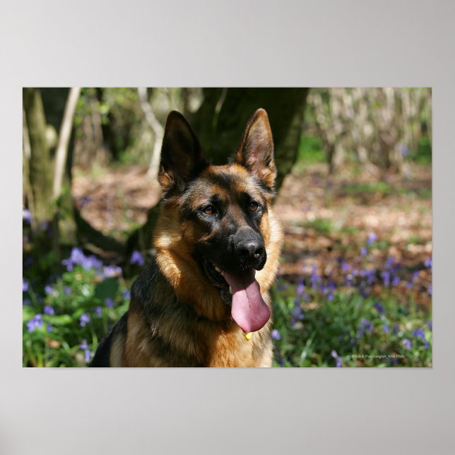 German Shepherd Poster (Front)