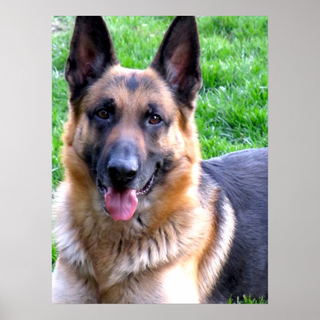 German Shepherd Poster (Front)