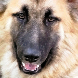 GERMAN SHEPHERD POSTER